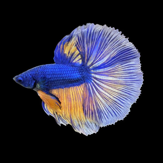 Halfmoon Blue Mustard Betta Fish (Male)
