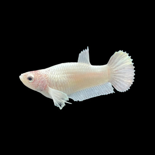 Rare Dumbo White Betta Fish (Female)
