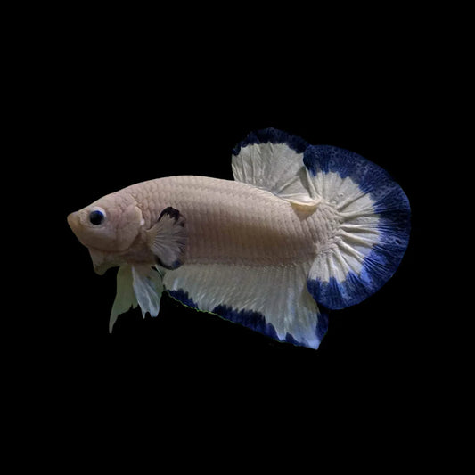 White and Blue Butterfly Betta Fish (Male)