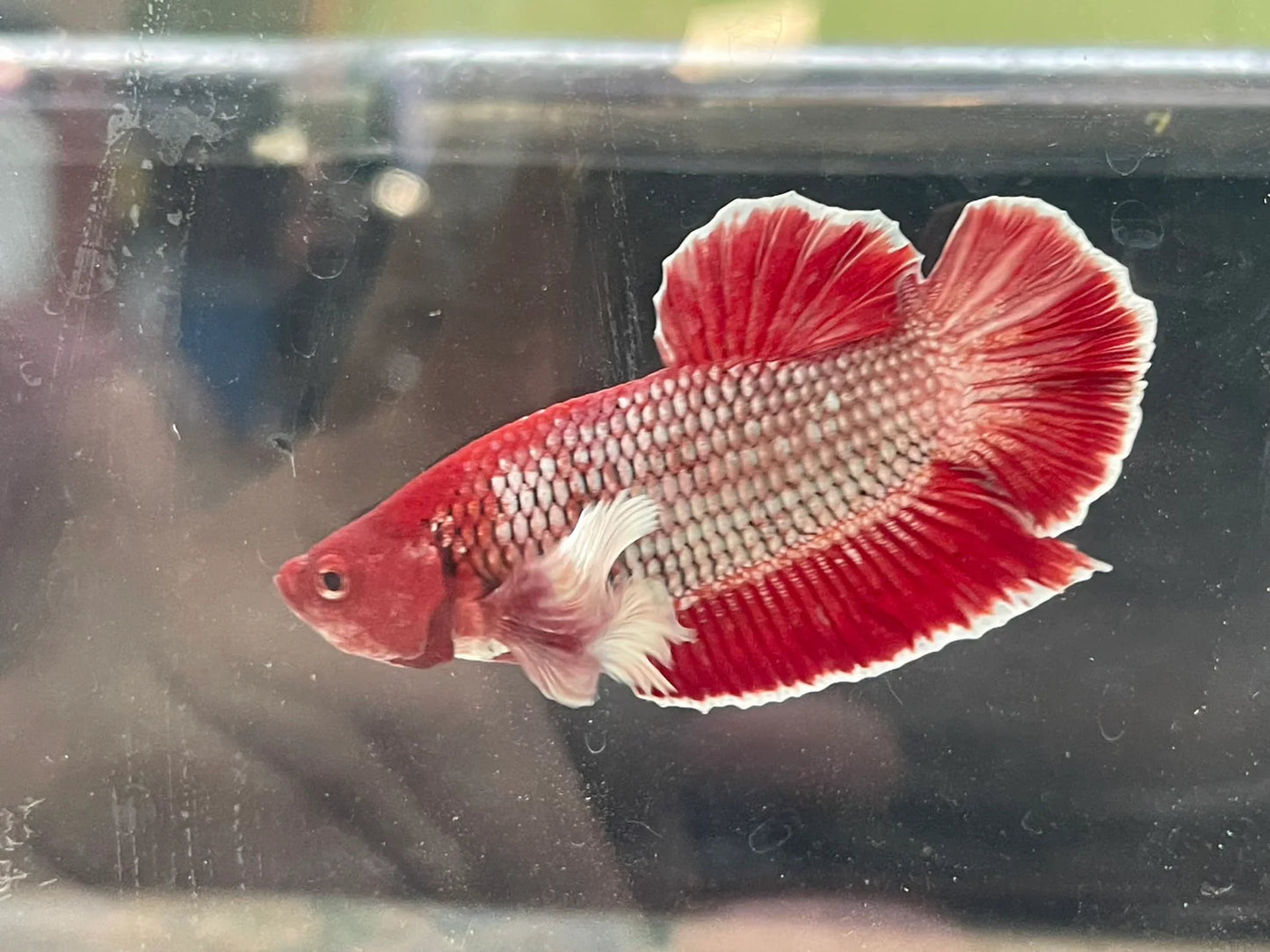 Rare Dumbo Red Betta Fish (Male)