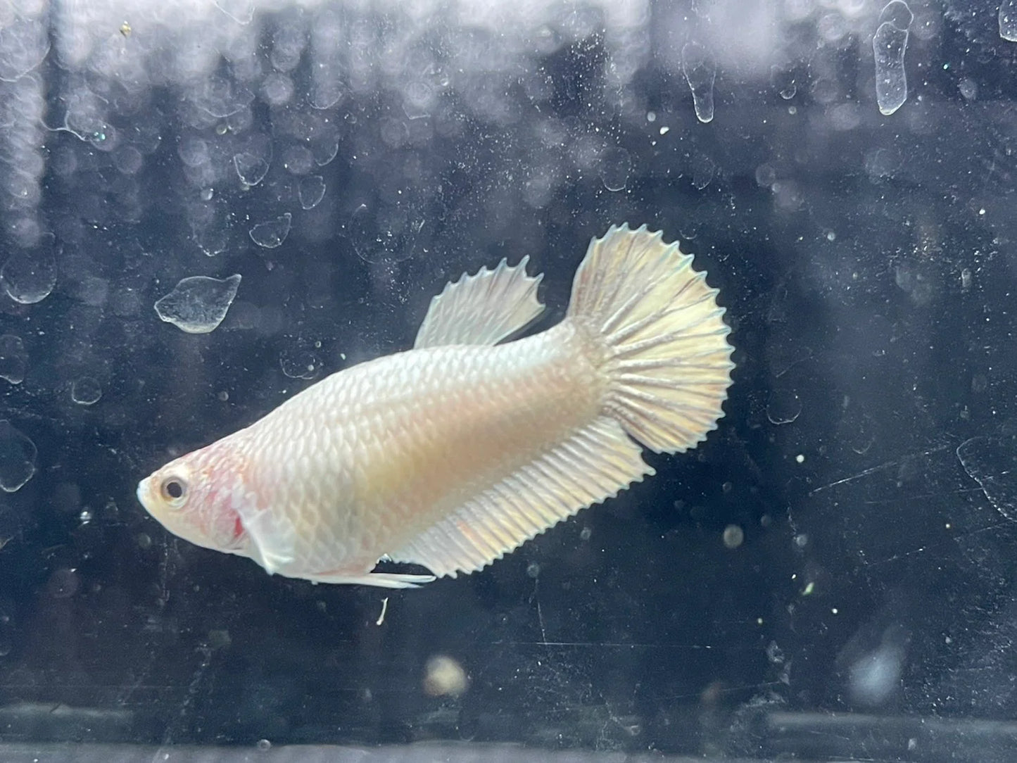 Rare Dumbo White Betta Fish (Female)