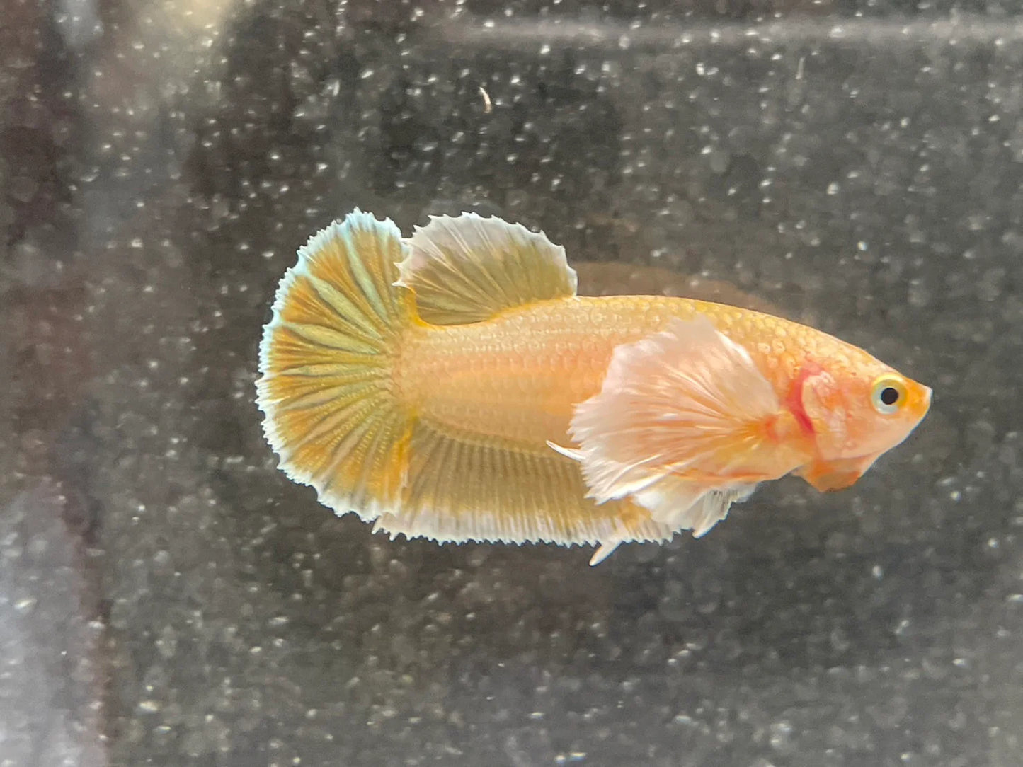 Rare Dumbo Gold Betta Fish (Female)