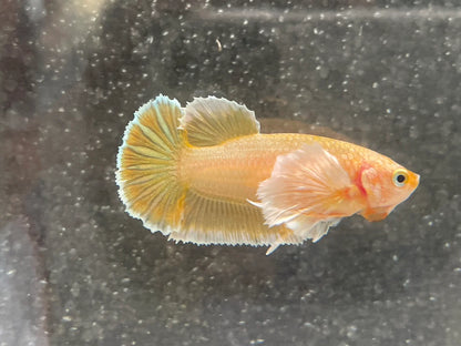 Rare Dumbo Gold Betta Fish (Female)