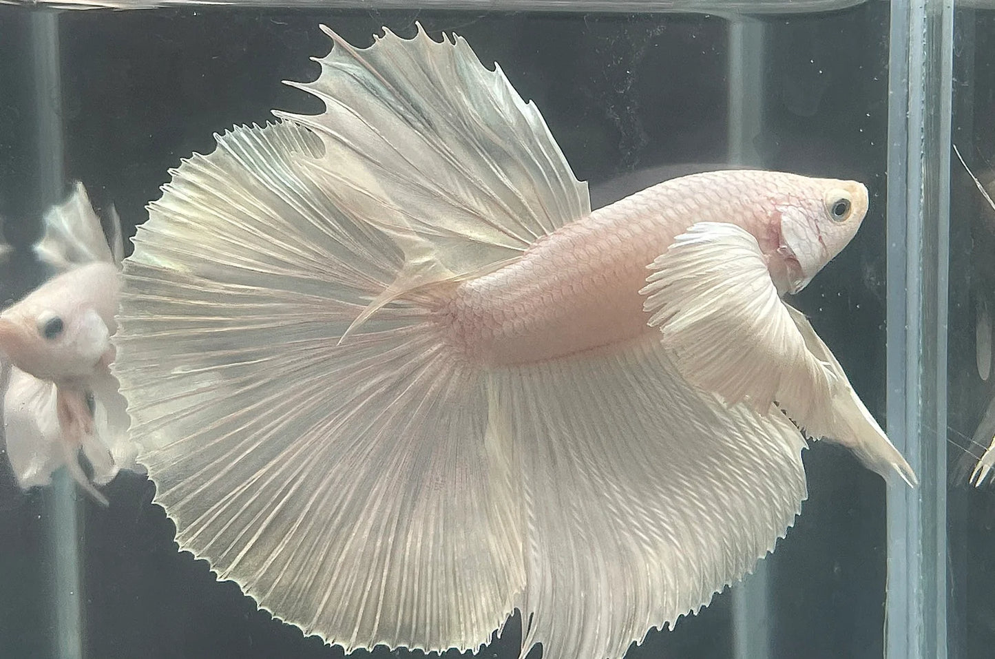 Rare Dumbo Halfmoon Platinum Betta Fish (Male)