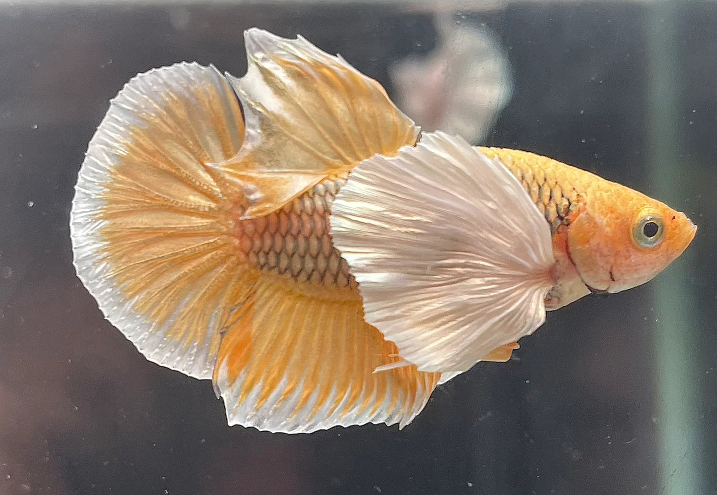 Dumbo Pineapple Betta Fish (Male)