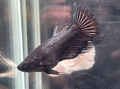 Crowntail Black Betta Fish (Female)