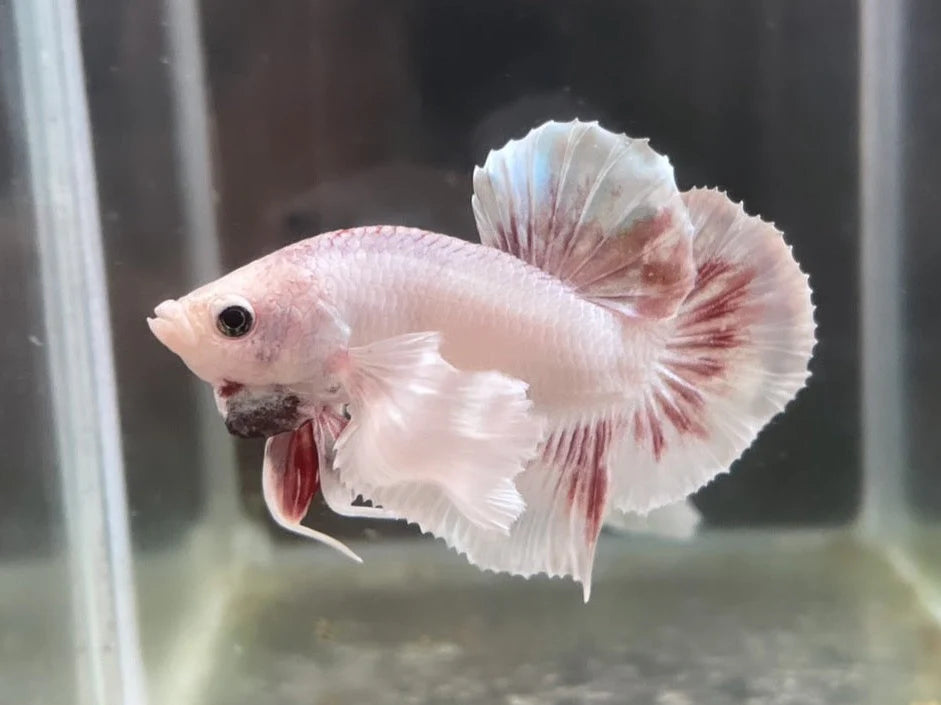 Rare Dumbo Periwinkle Betta Fish (Male)