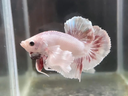 Rare Dumbo Periwinkle Betta Fish (Male)