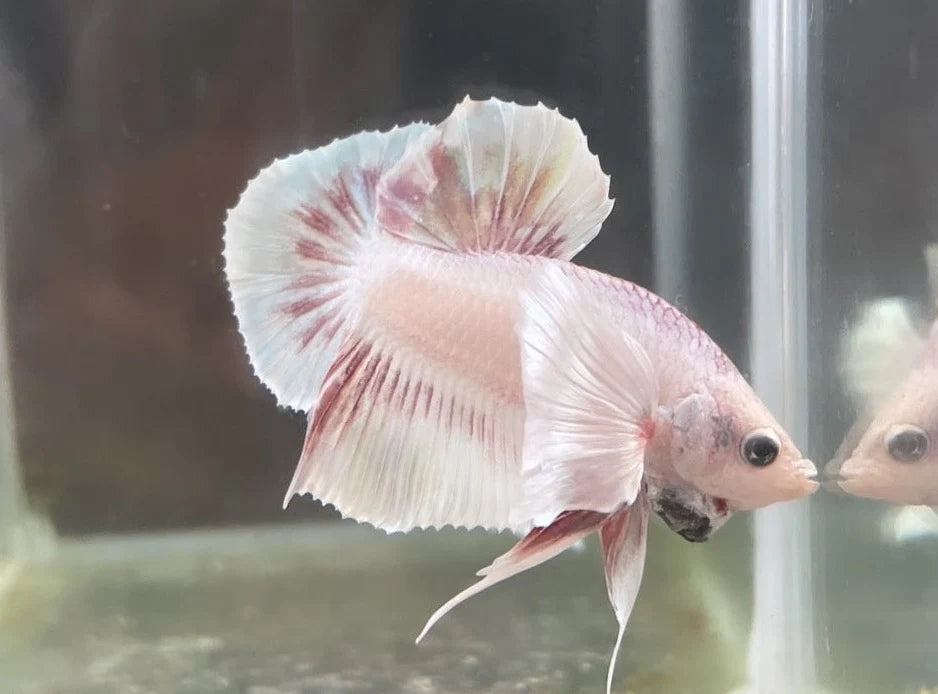 Rare Dumbo Periwinkle Betta Fish (Male)
