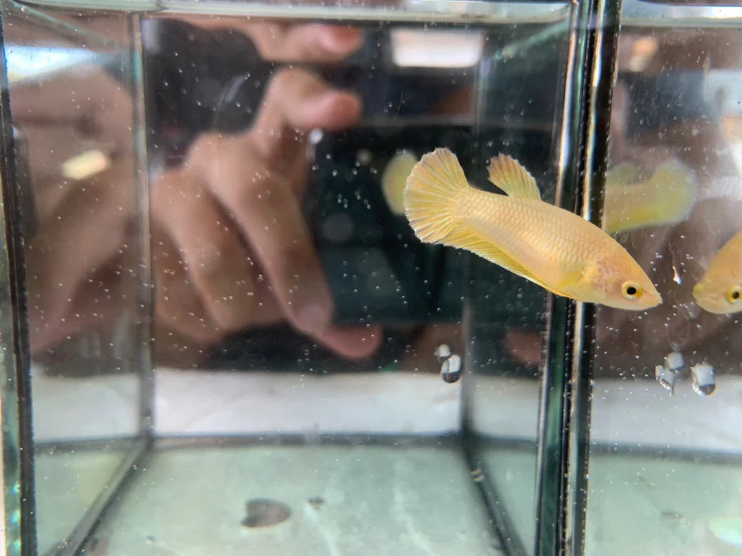 Rare Gold Betta Fish (Female)