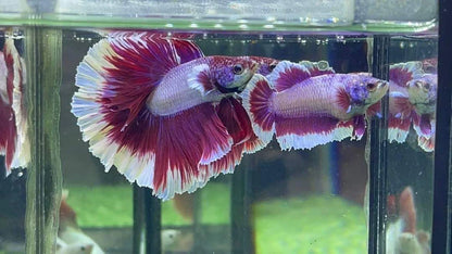 Pair Halfmoon Ruby Red Butterfly Betta Fish (Male & Female)