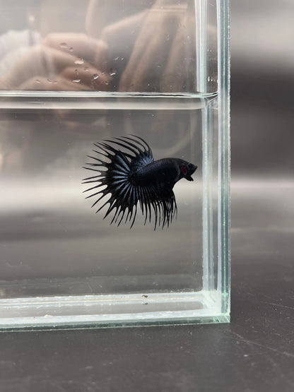 1ST Division I JR. Long Fin Competition - Crowntail Black Venom Betta Fish (MALE)