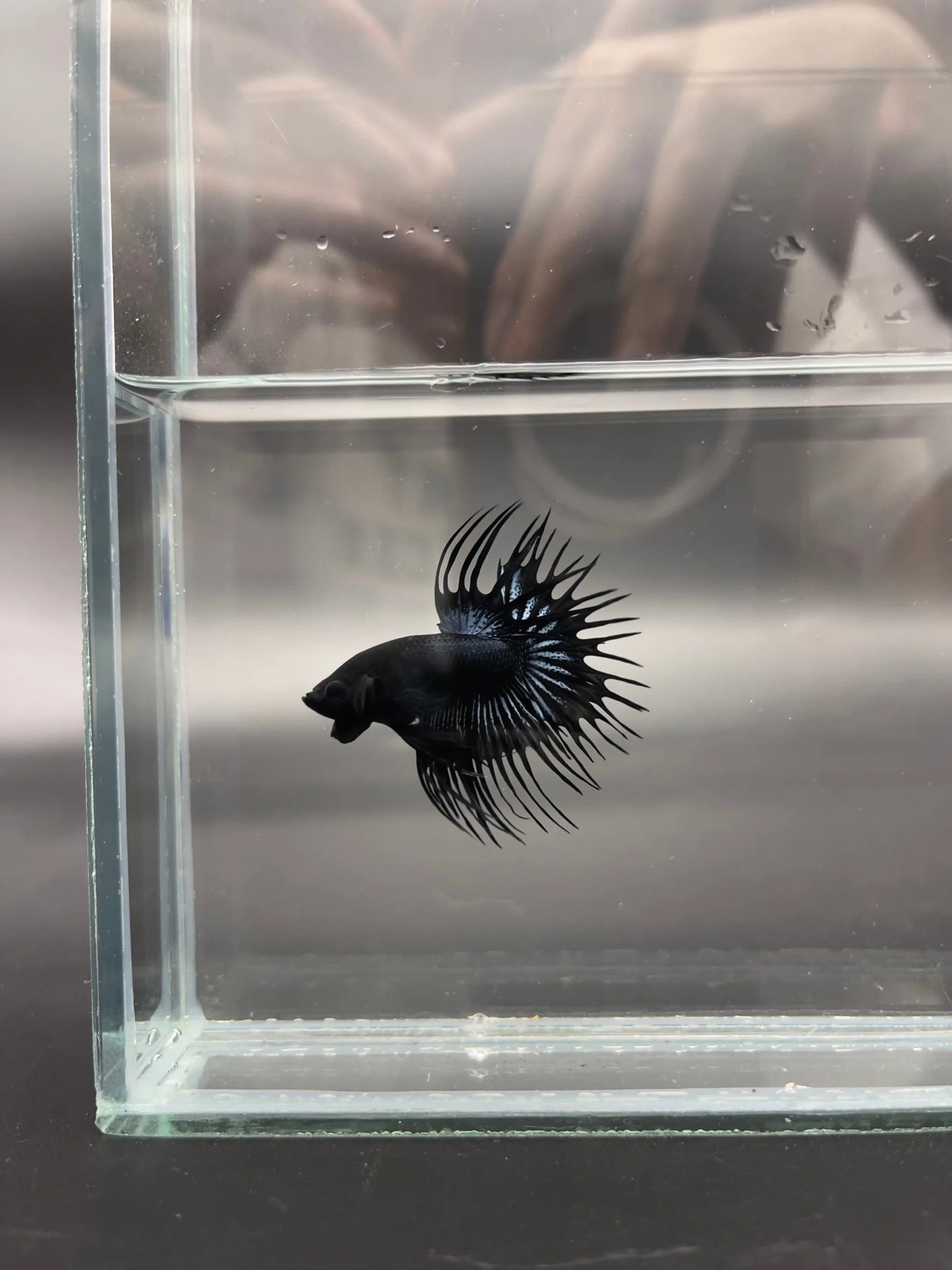 1ST Division I JR. Long Fin Competition - Crowntail Black Venom Betta Fish (MALE)