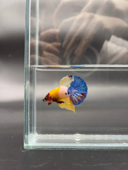 Competition grade - Multicolor Betta Fish (MALE)