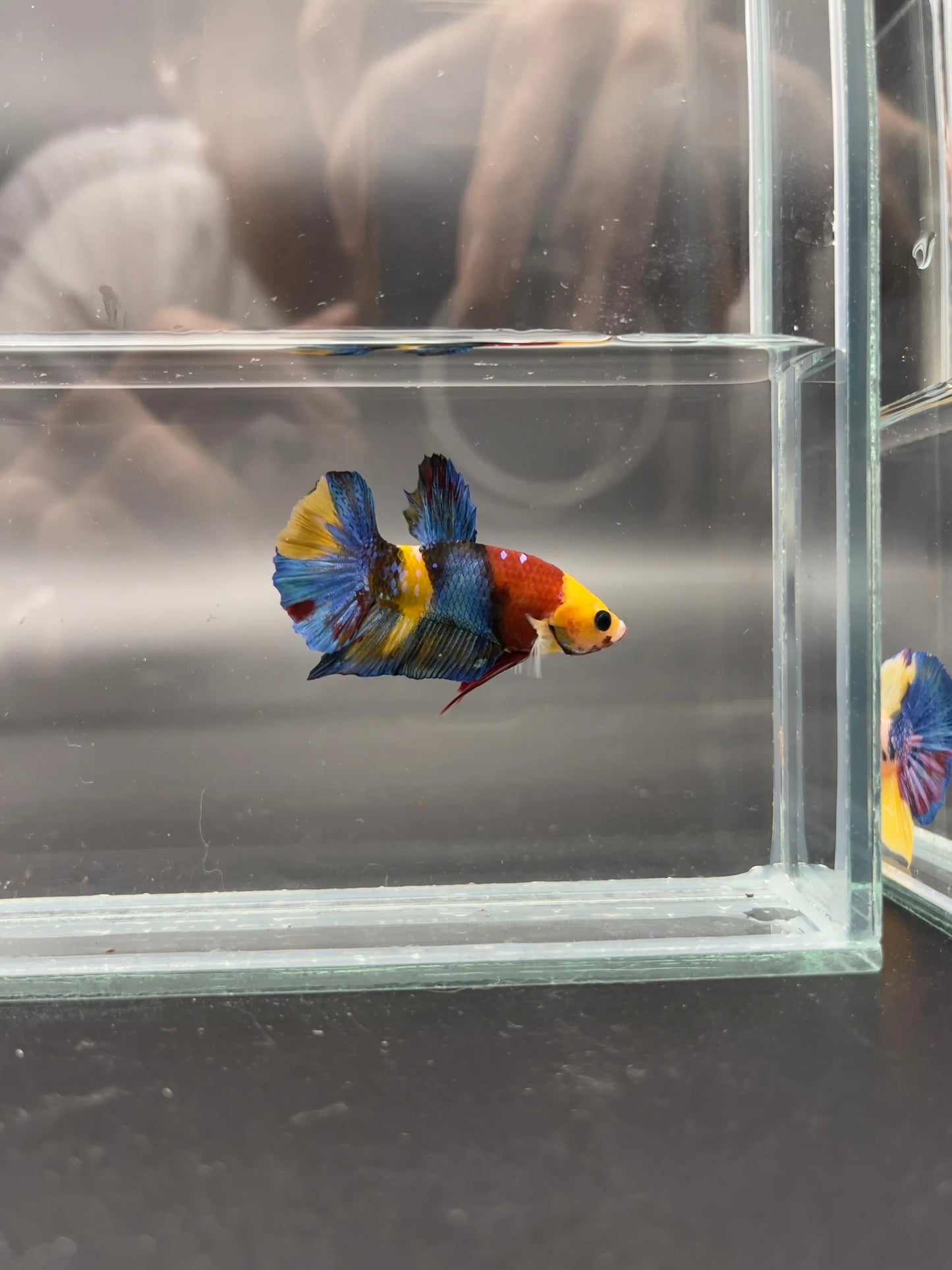 4th Thailand Plakad Association Competition - Koi Multicolor Betta Fish (MALE)