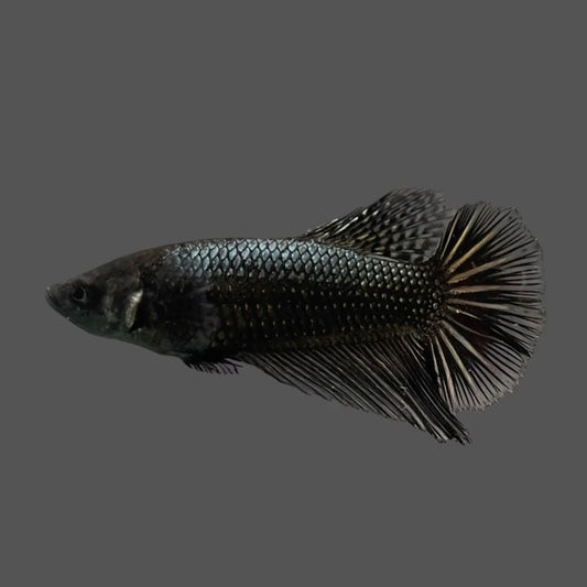 Rare Halfmoon Black Copper Betta Fish (Female)