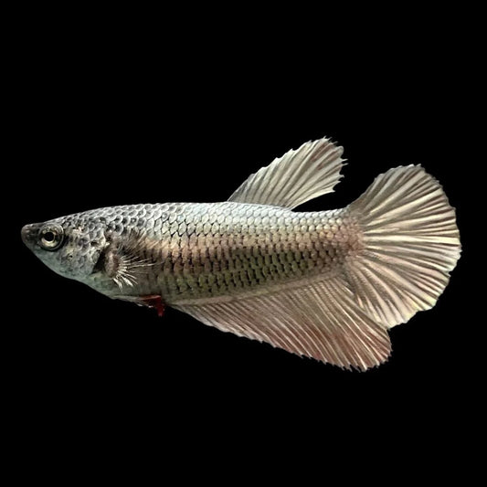 Rare Halfmoon Copper Betta Fish (Female)