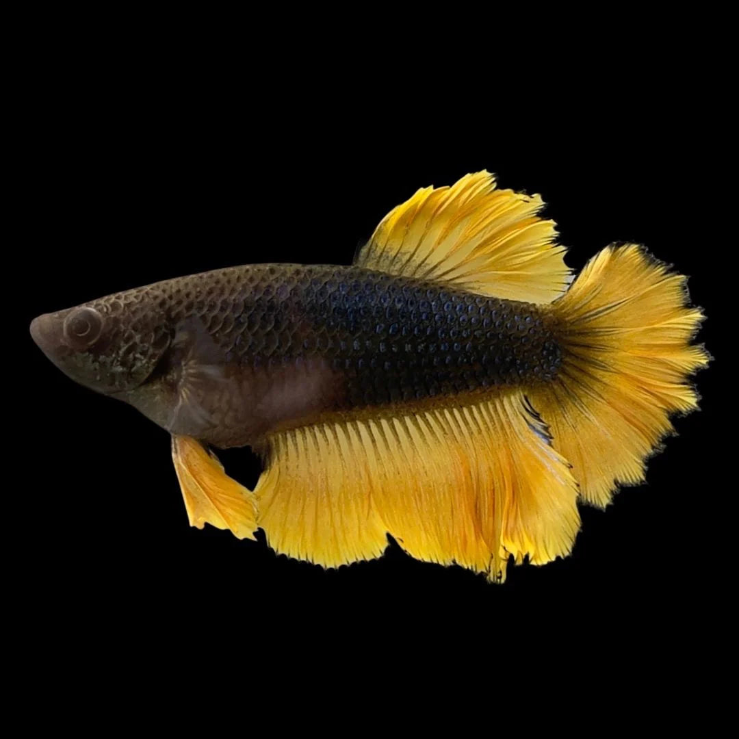 Rare Halfmoon Black Mustard Betta Fish (Female)