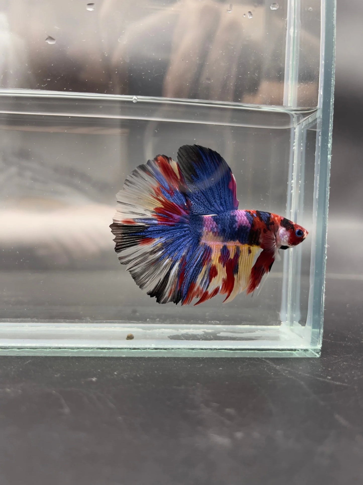 Competition Giant Halfmoon Multicolors Betta Fish (MALE)