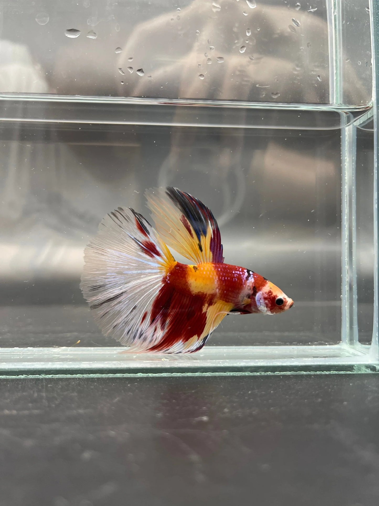 Competition Giant Halfmoon Koi Betta Fish (MALE)