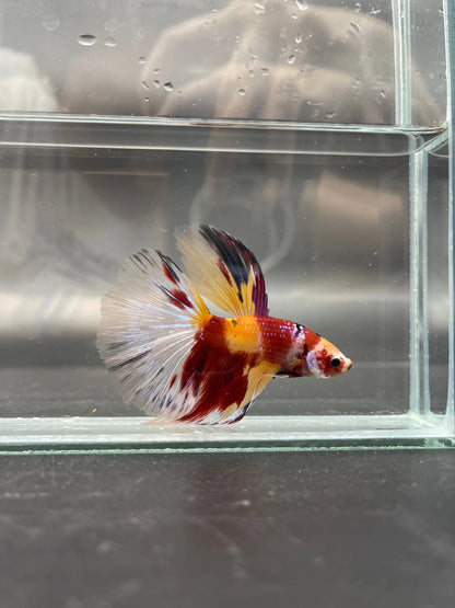 Competition Giant Halfmoon Koi Betta Fish (MALE)