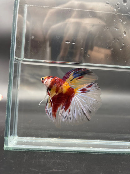 Competition Giant Halfmoon Koi Betta Fish (MALE)