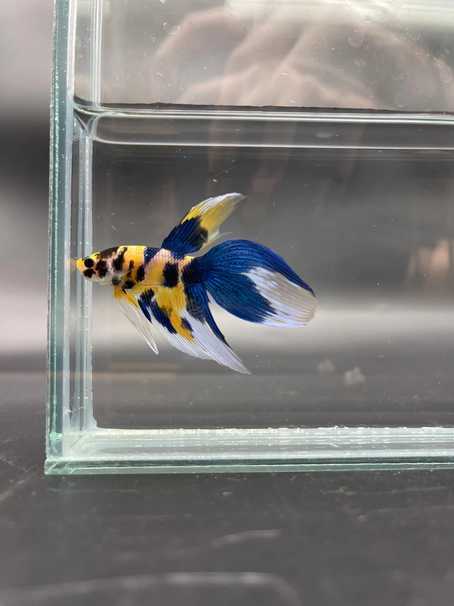 Competition - Veiltail Yellow Koi Betta Fish (MALE)