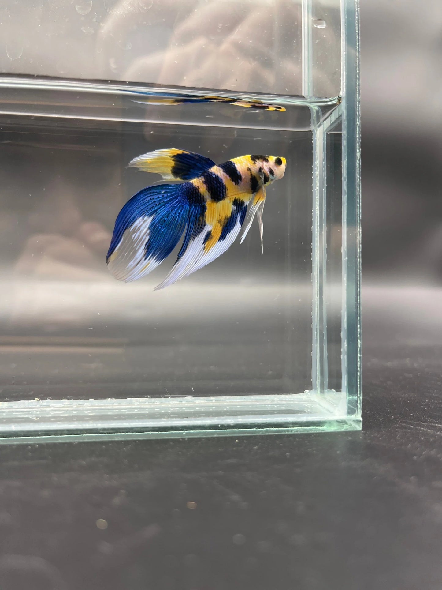 Competition - Veiltail Yellow Koi Betta Fish (MALE)