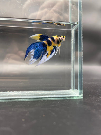 Competition - Veiltail Yellow Koi Betta Fish (MALE)