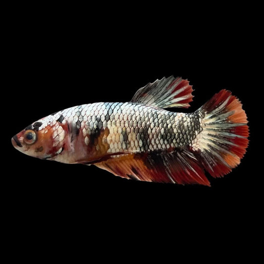 Competition - Koi Multicolor Betta Fish (Female)