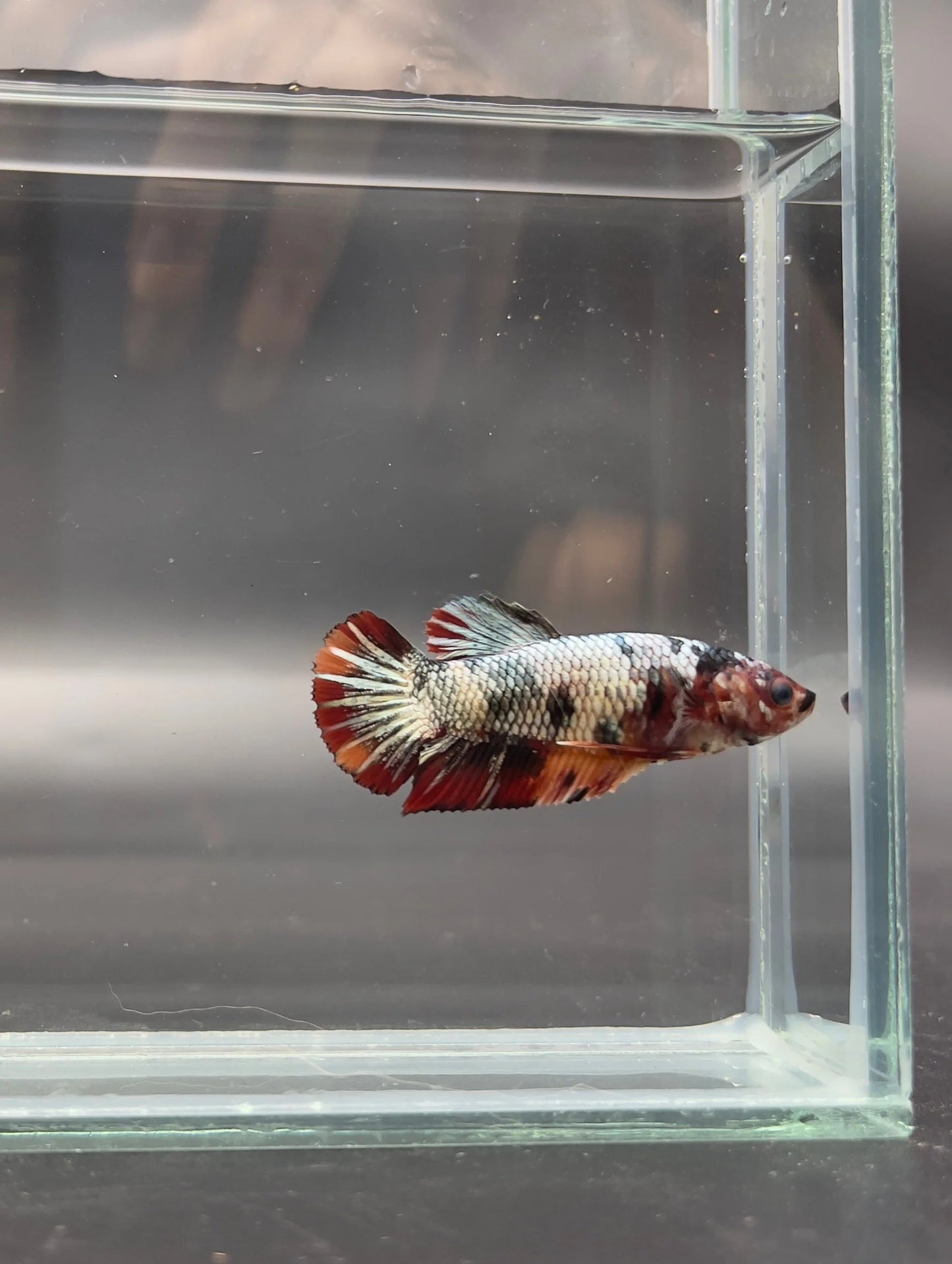 Competition - Koi Multicolor Betta Fish (Female)
