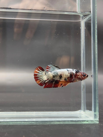 Competition - Koi Multicolor Betta Fish (Female)
