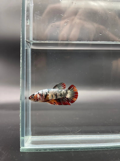 Competition - Koi Multicolor Betta Fish (Female)