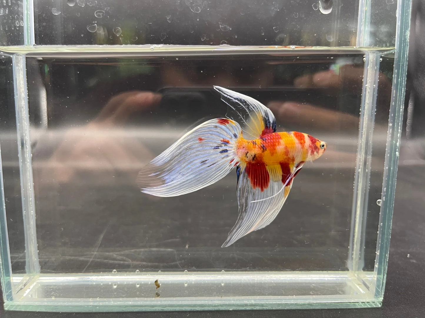 Competition Veiltail Koi Multicolors Betta Fish (MALE)