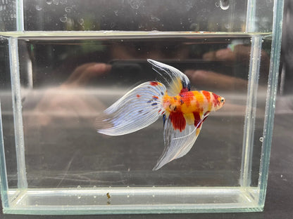 Competition Veiltail Koi Multicolors Betta Fish (MALE)