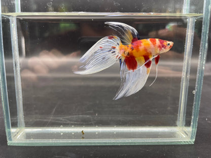 Competition Veiltail Koi Multicolors Betta Fish (MALE)