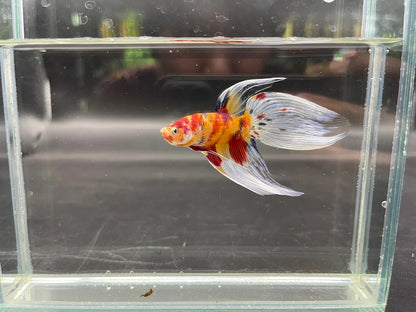 Competition Veiltail Koi Multicolors Betta Fish (MALE)