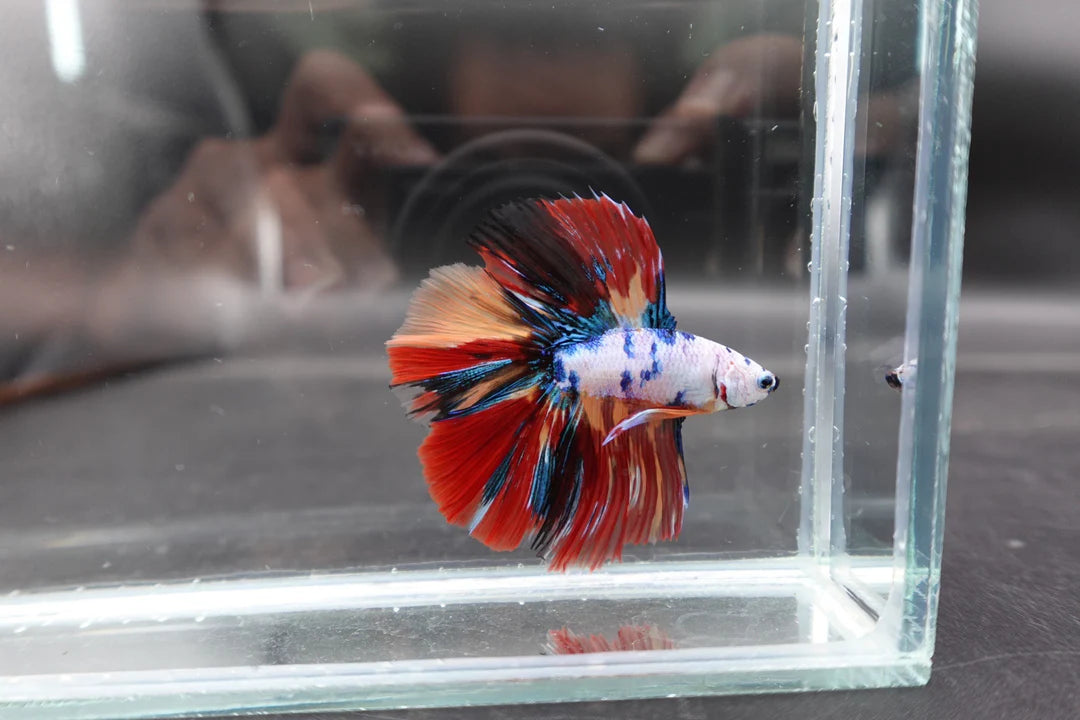 2ND DOUBLETAIL LONGFIN - Multicolors Betta Fish (MALE)