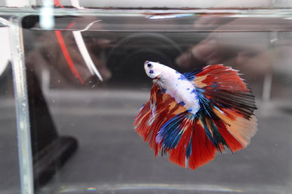 2ND DOUBLETAIL LONGFIN - Multicolors Betta Fish (MALE)