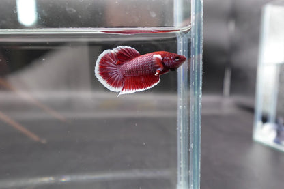 Competition salamander HMPK Betta Fish (MALE)