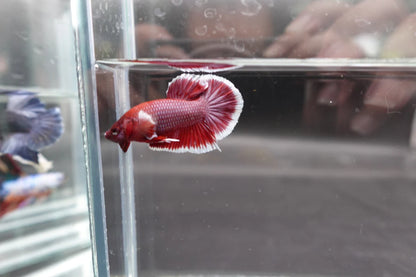 Competition salamander HMPK Betta Fish (MALE)