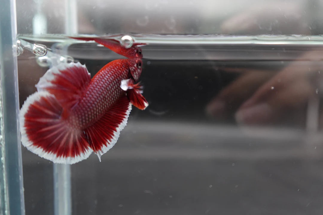 Competition salamander HMPK Betta Fish (MALE)