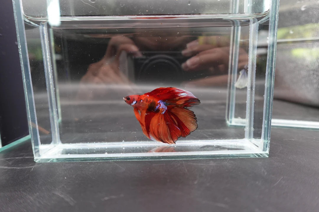 Competition Doubletail Nemo Betta Fish (MALE)