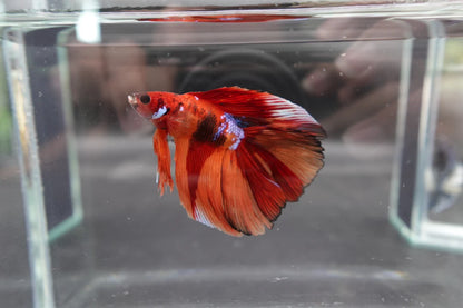 Competition Doubletail Nemo Betta Fish (MALE)