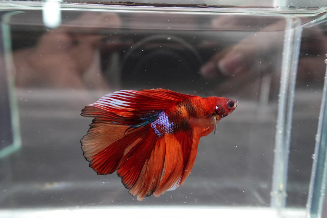 Competition Doubletail Nemo Betta Fish (MALE)