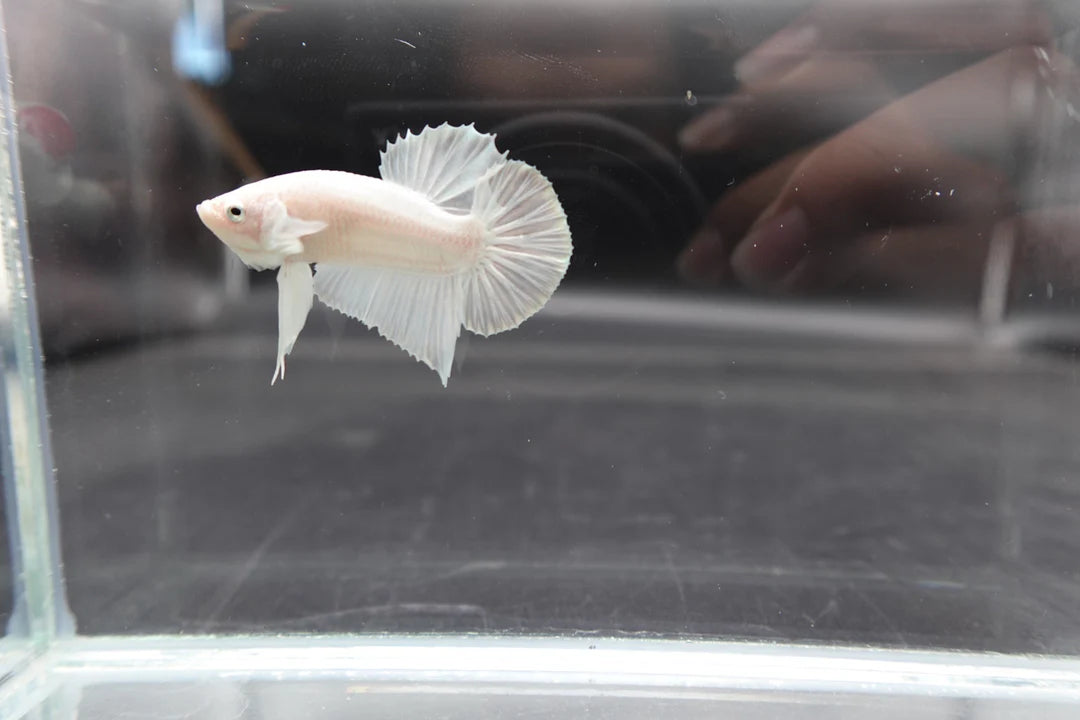 Snow White Betta Fish (Male)
