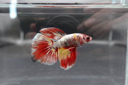 Rare Giant Halfmoon Nemo Copper Betta Fish (Male)