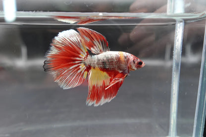 Rare Giant Halfmoon Nemo Copper Betta Fish (Male)