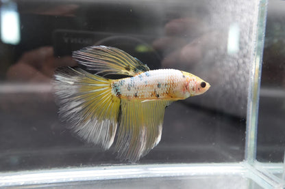 Rare Giant Halfmoon Koi Yellow Betta Fish (Male)