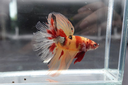Rare Giant Halfmoon Nemo Betta Fish (Male)